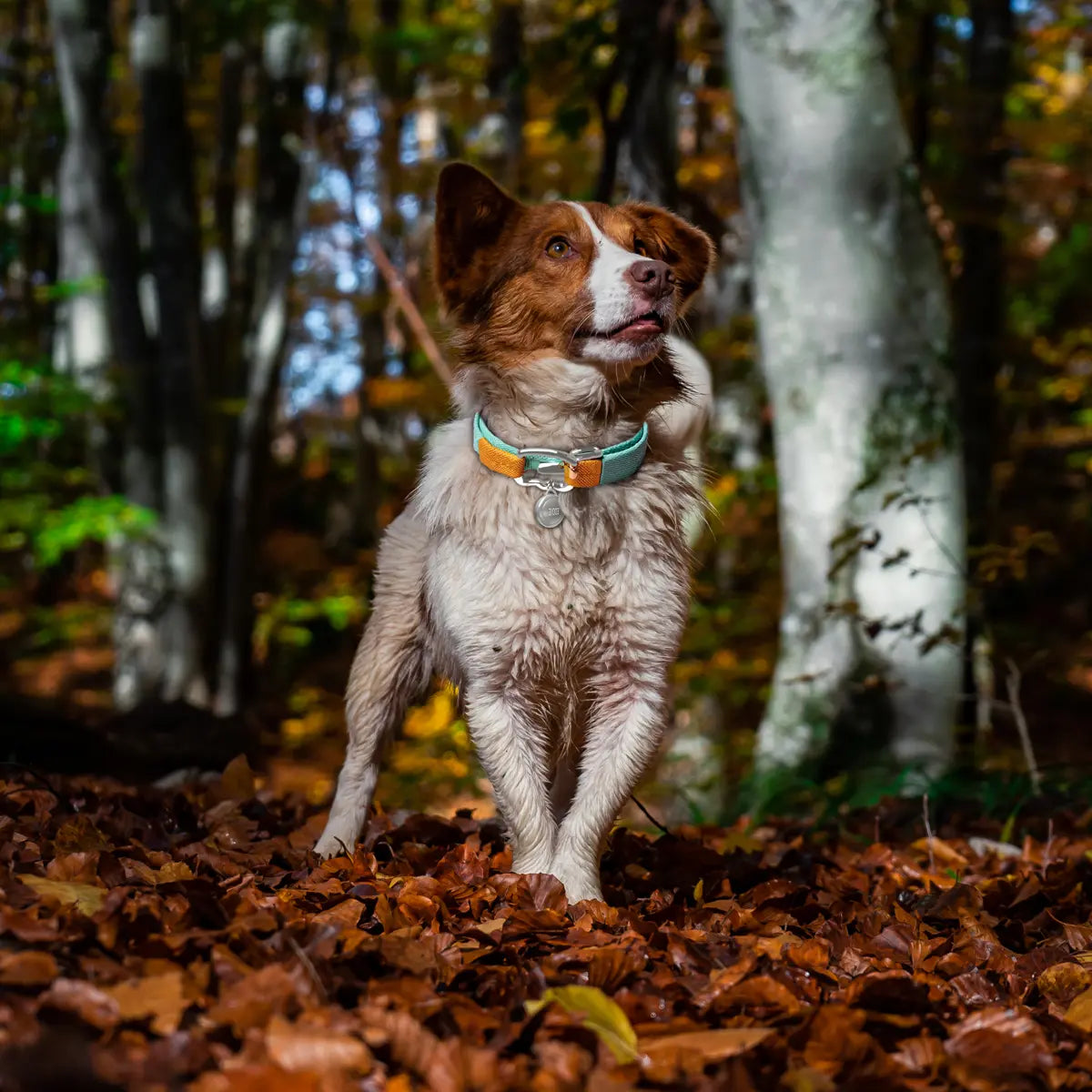 Hund i skov med GPS-tracker på