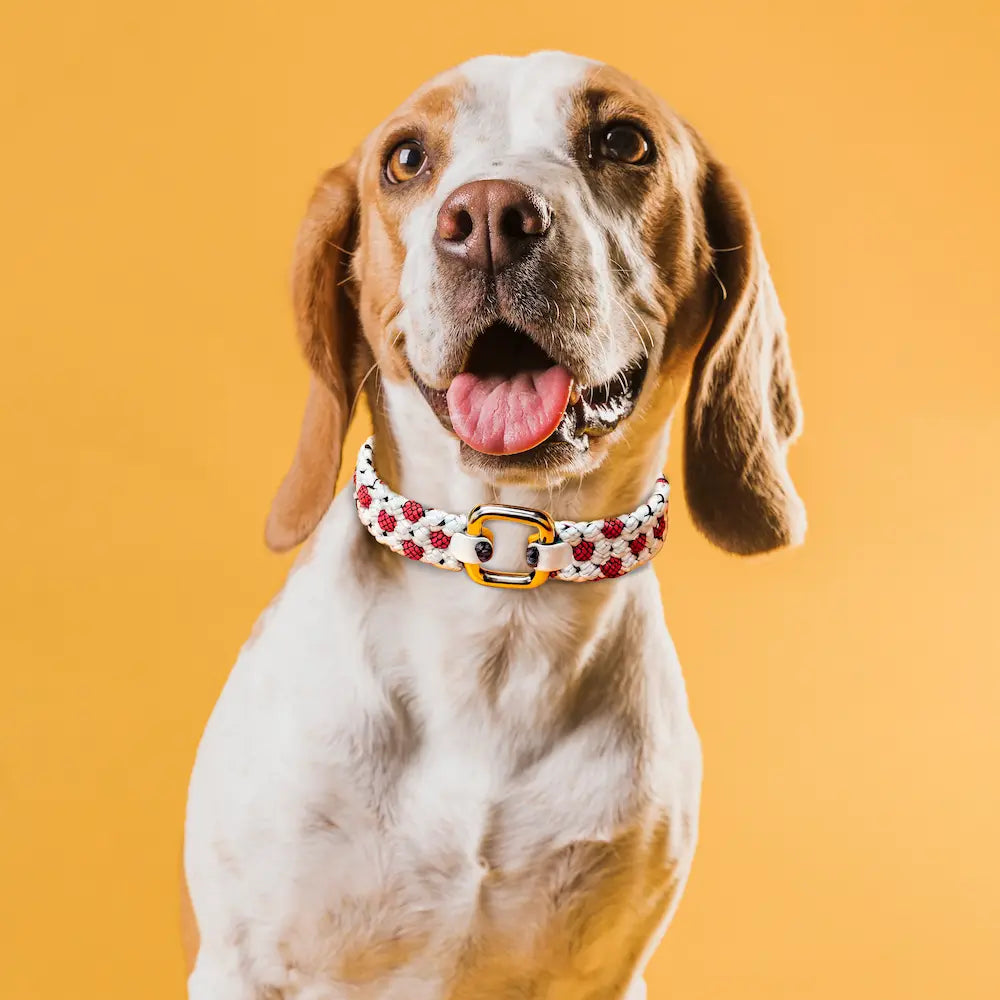 Hund med rødt og hvidt halsbånd